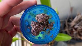 「49herb cannabis shop」Surasakの激安ディスペンサリー｜バンコク カンナビスツアー