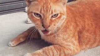 「タイ・バンコクの猫事情｜旅先で出会う癒しのニャンコ達」